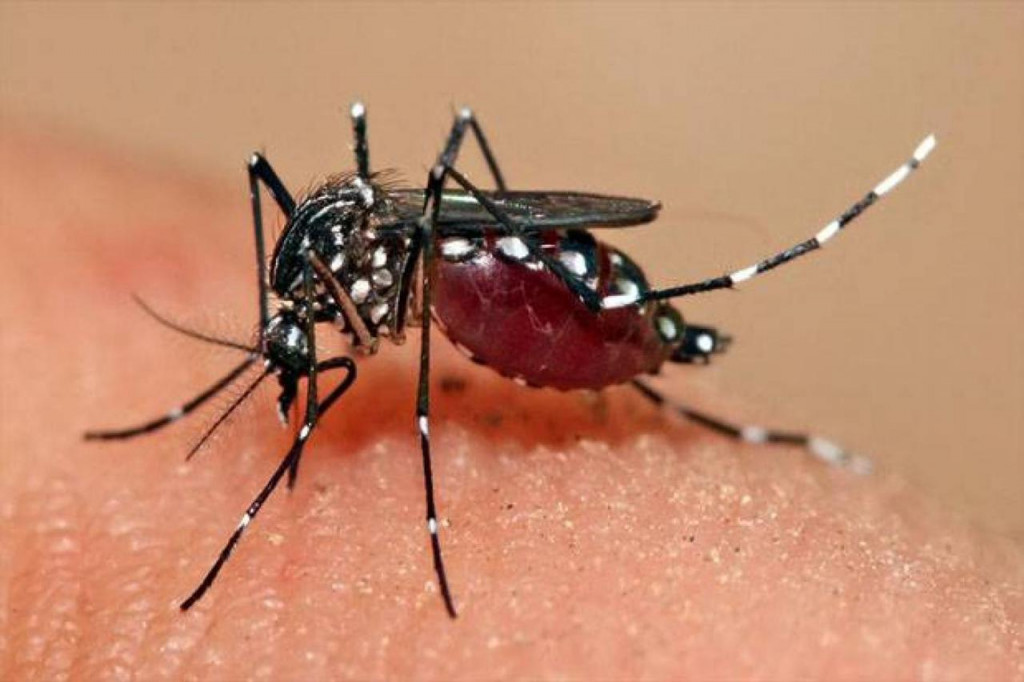 Increasing Dengue Trends in Urban Ecosystems