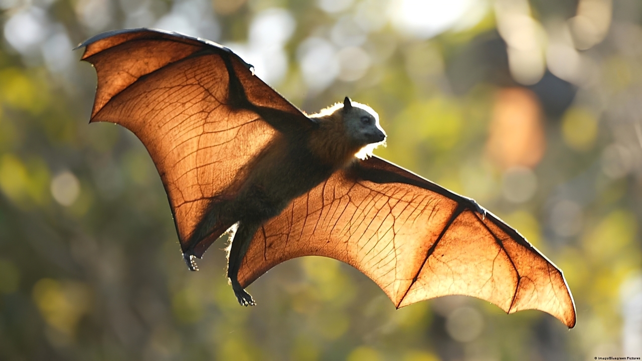 Zoonotic Spillover and Emerging Risks